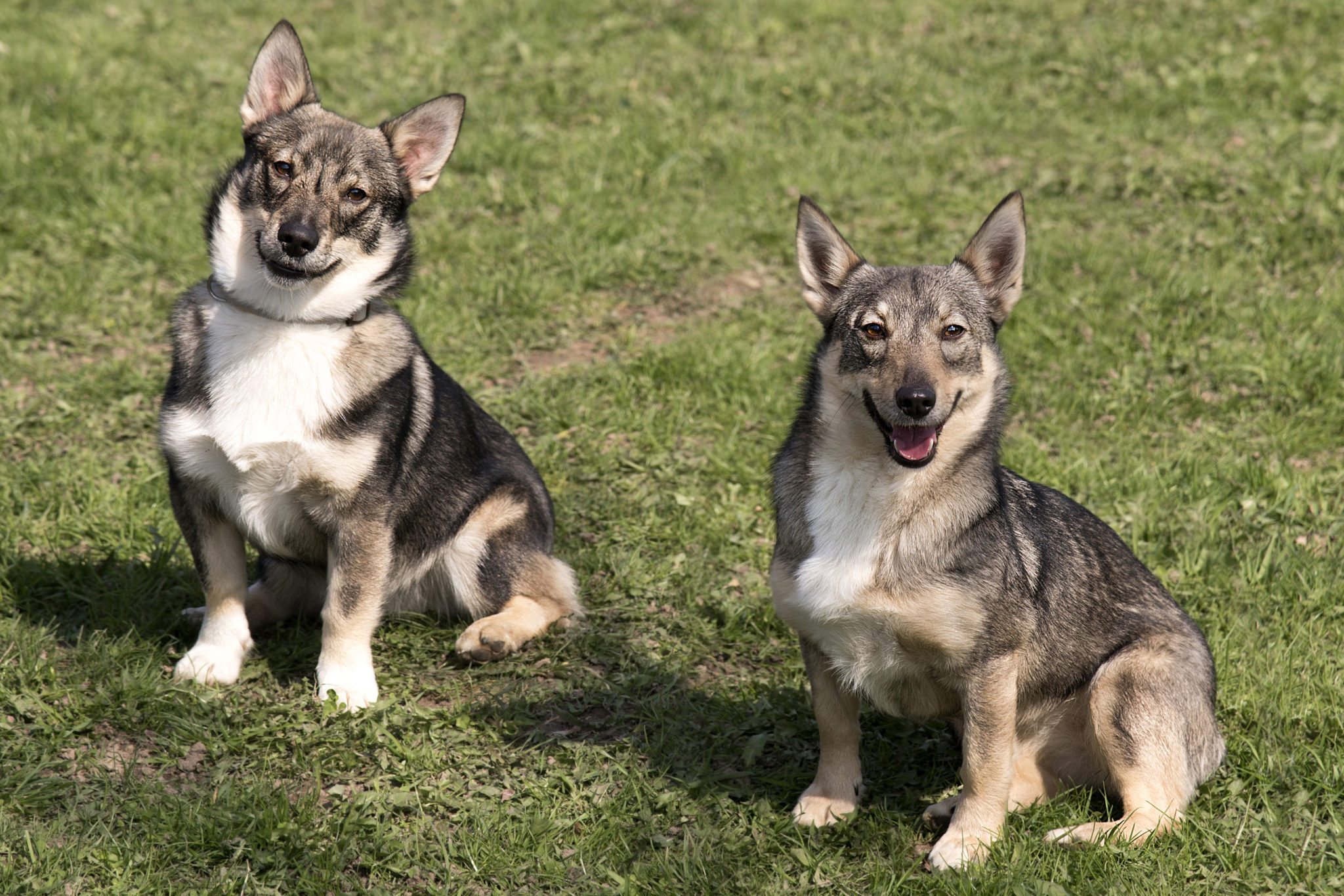 zwei Schwedische Wallhunds im grass