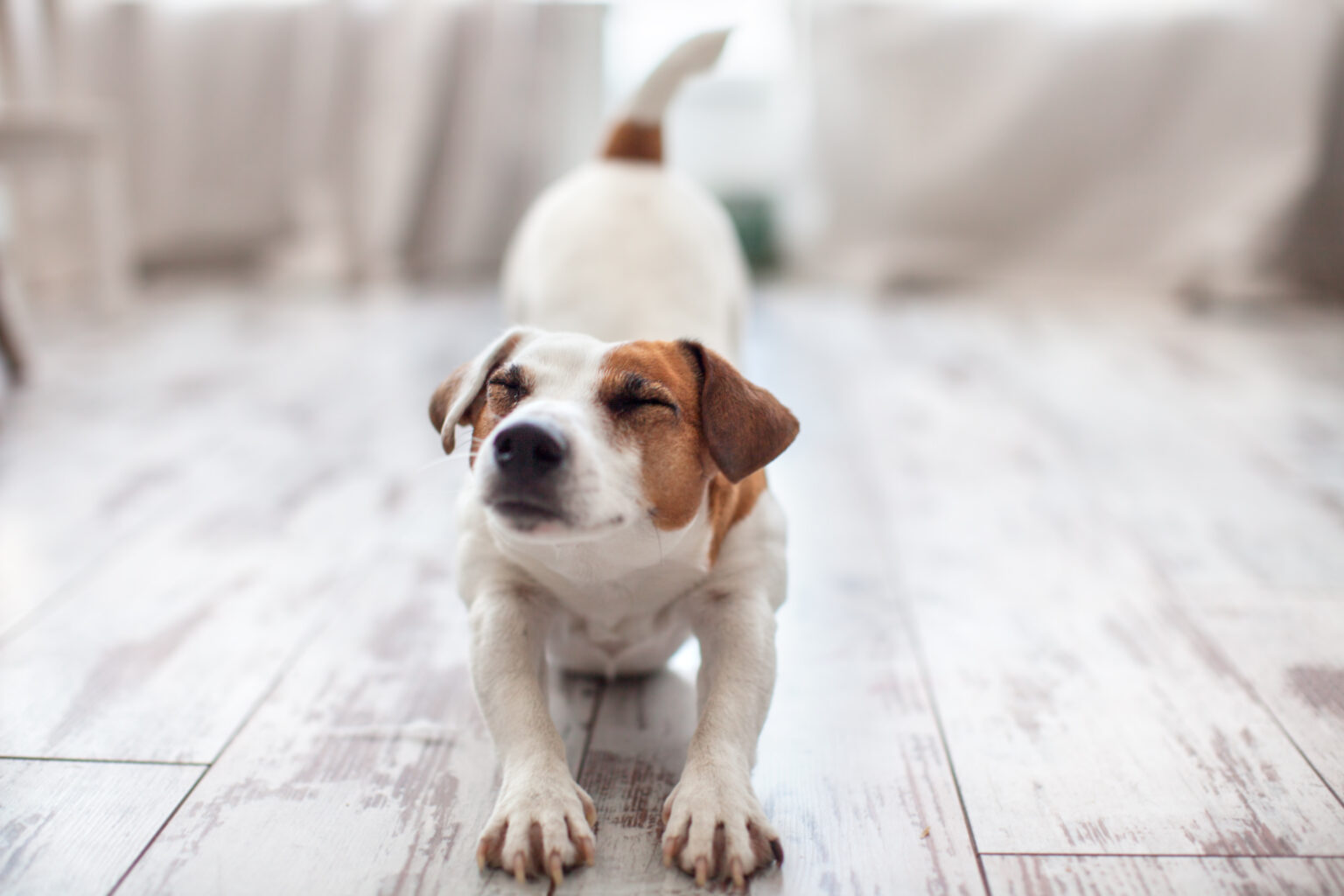 Bauchspeicheldrüsenentzündung beim Hund Symptome &amp; Behandlung