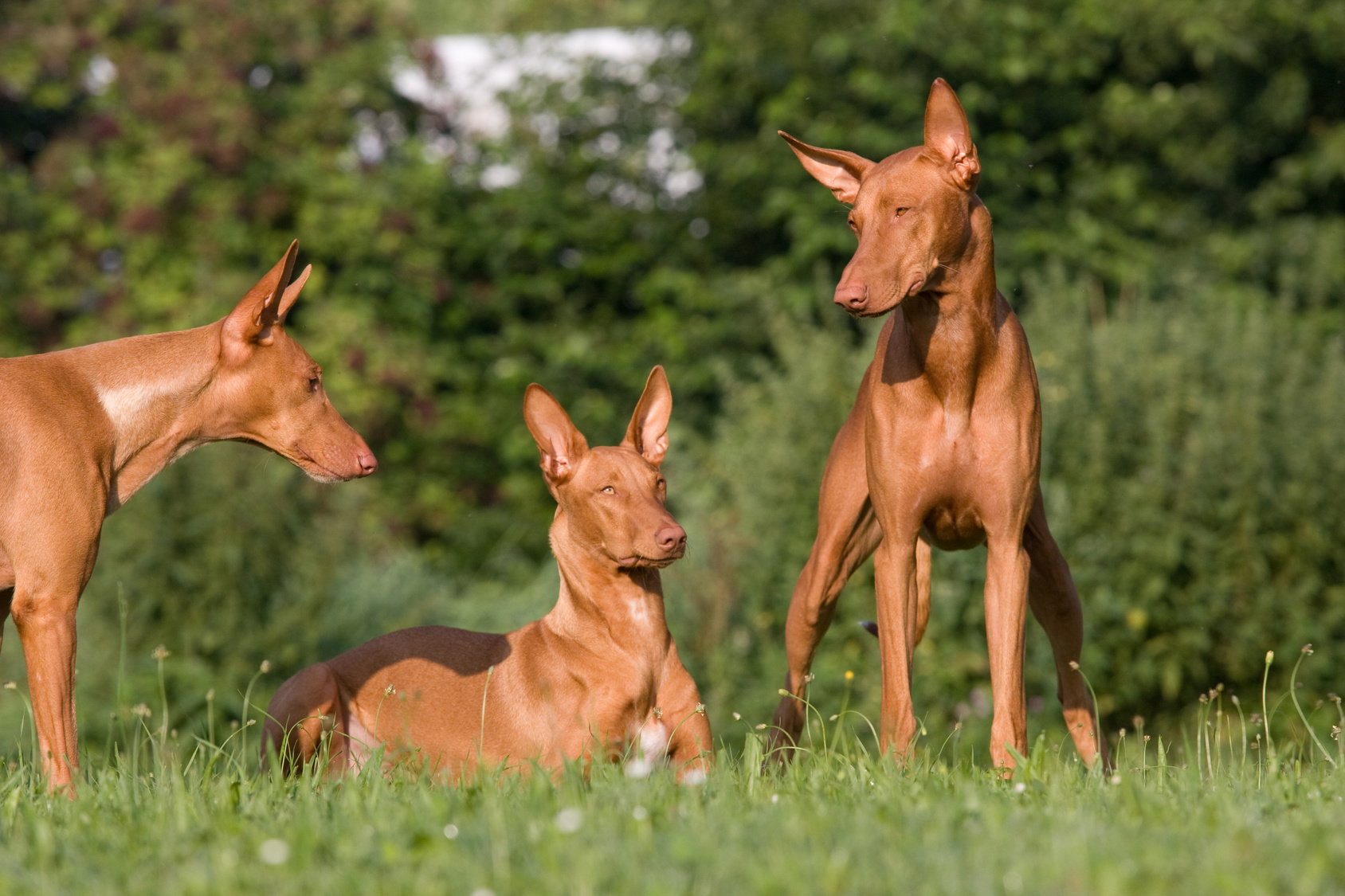 drei pharaonenhunde