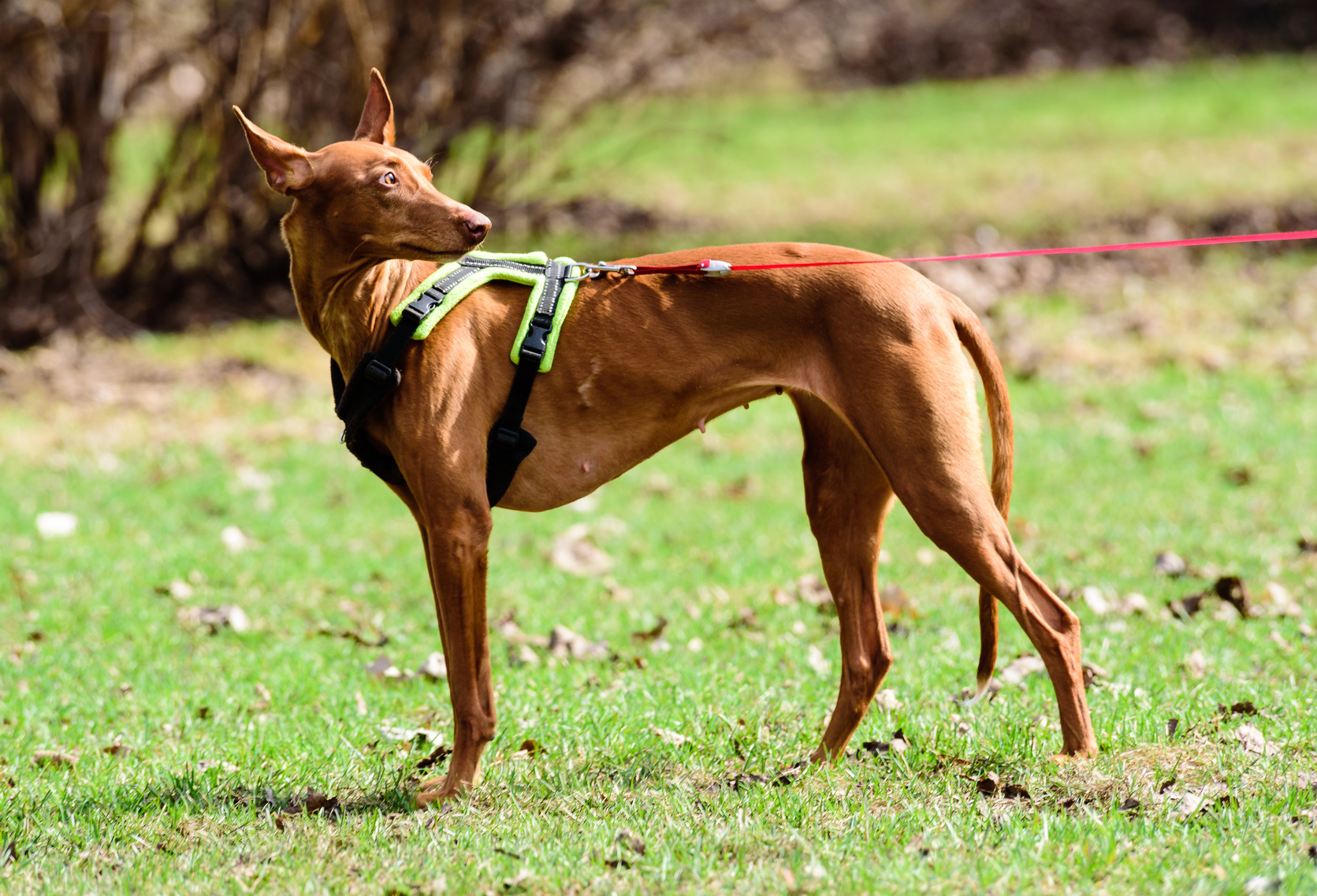 pharaonenhund mit Geschirr und Leine