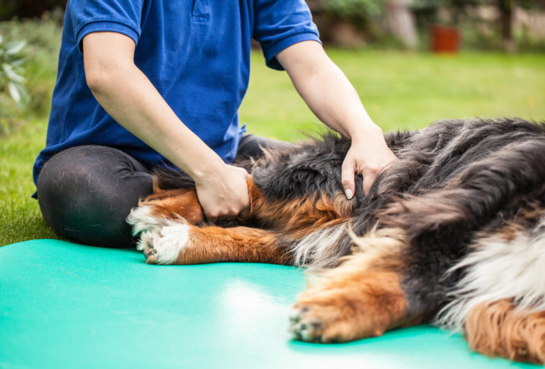 Arthrose beim Hund Symptome, Ursachen &amp; Behandlung