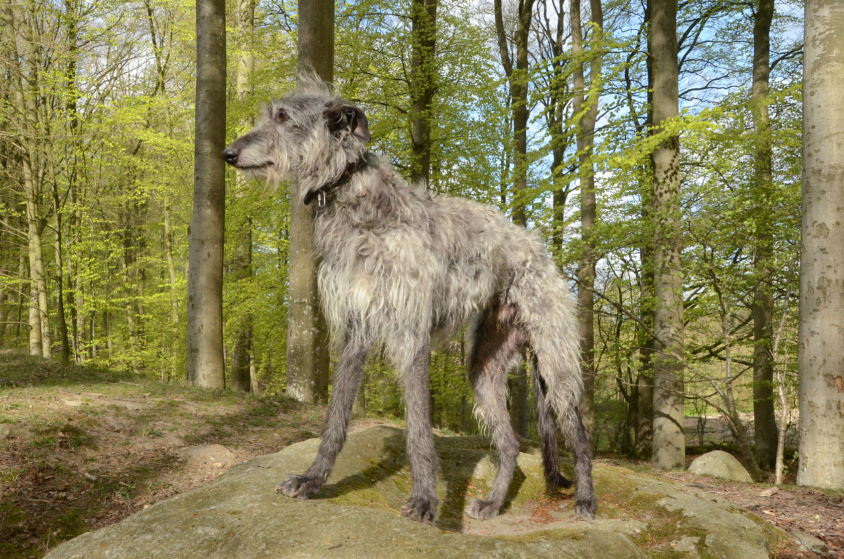 Deerhound steht auf Stein im Wald