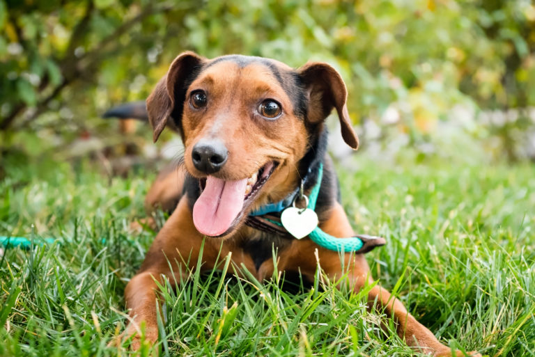 10 Zeichen, dass Ihr Hund glücklich ist zooplus