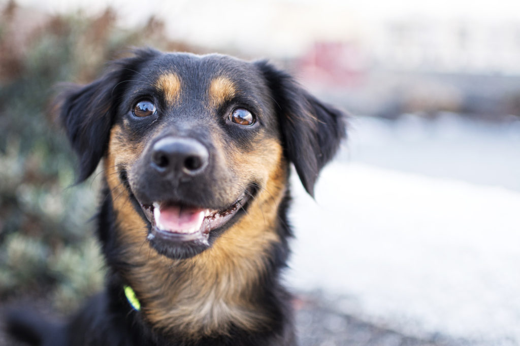 10 Zeichen, dass Ihr Hund glücklich ist zooplus