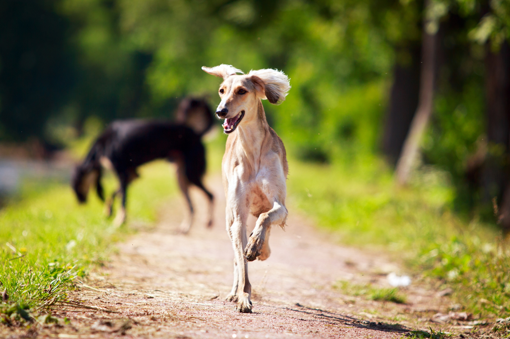 Saluki Aussehen