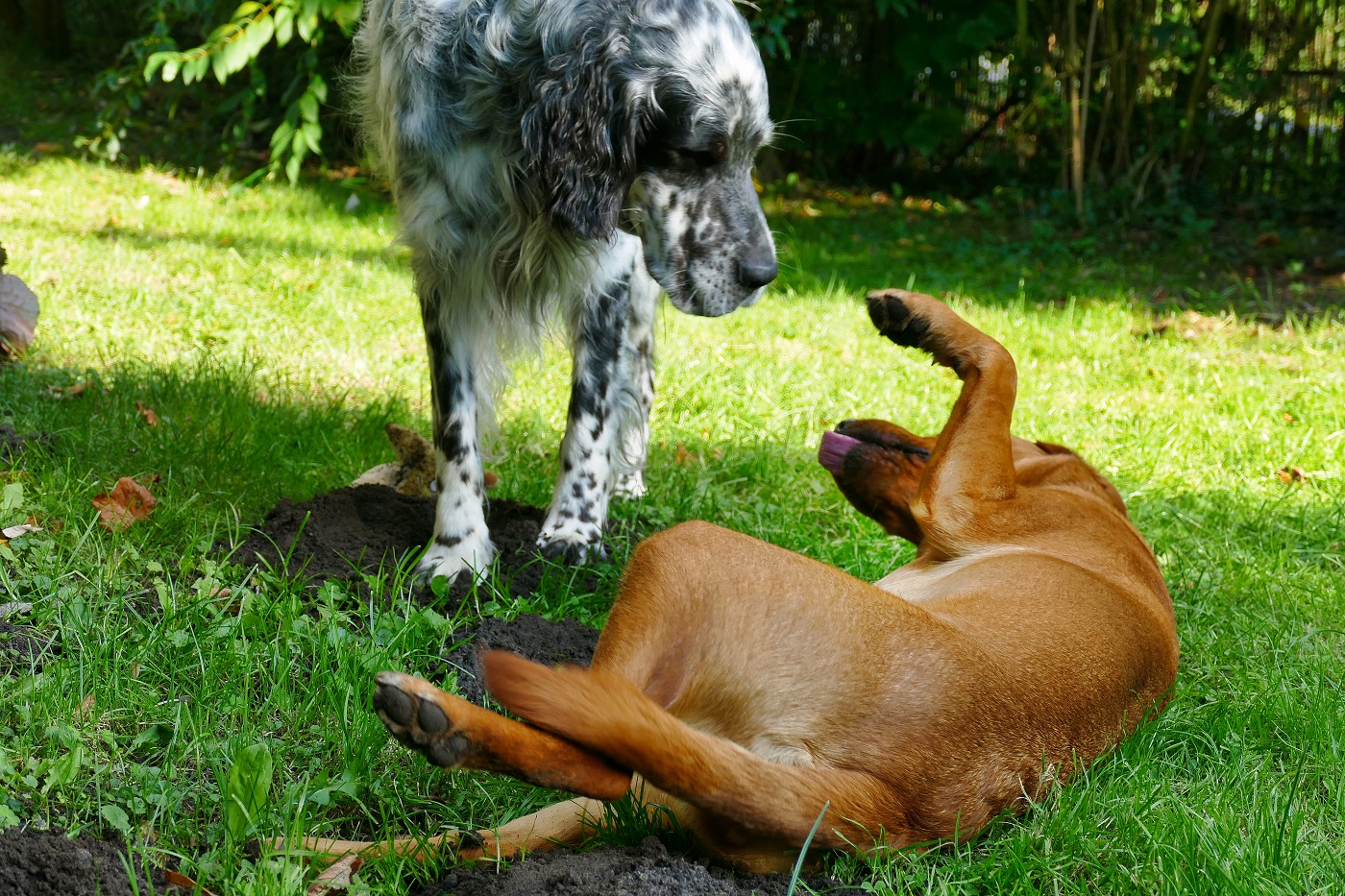 Unterwürfigkeit und Dominanz bei Hunden