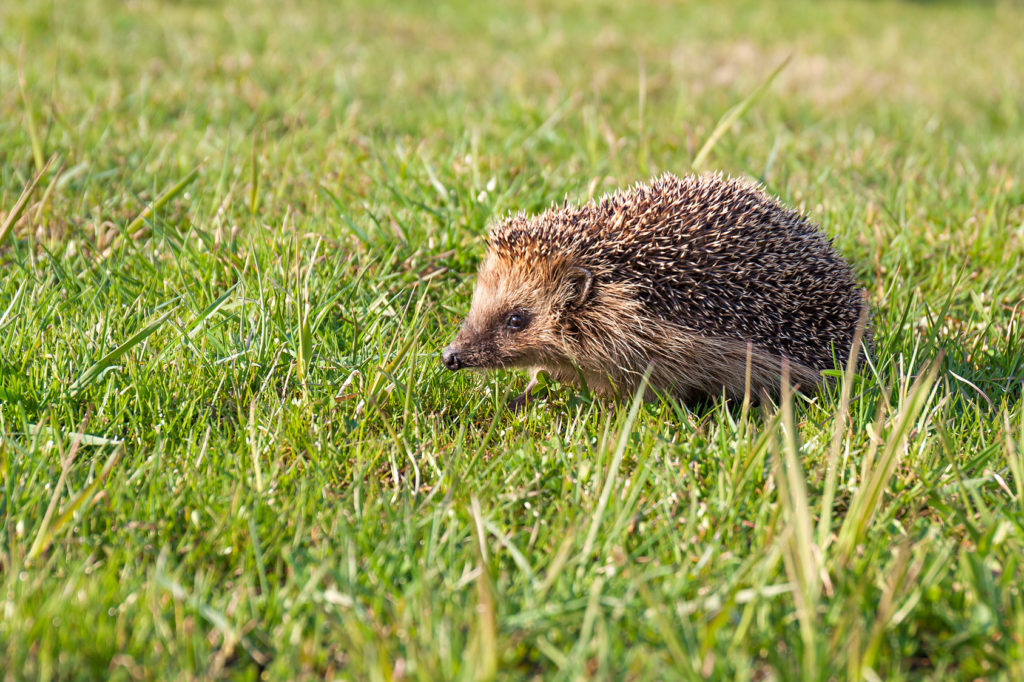 Wilden Igeln im Garten helfen 10 Tipps zooplus Magazin