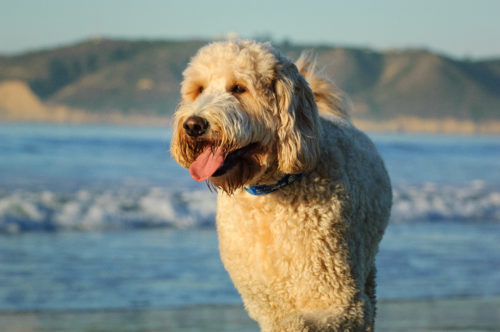 Golden Doodle: Charakter, Haltung & Pflege - Hund