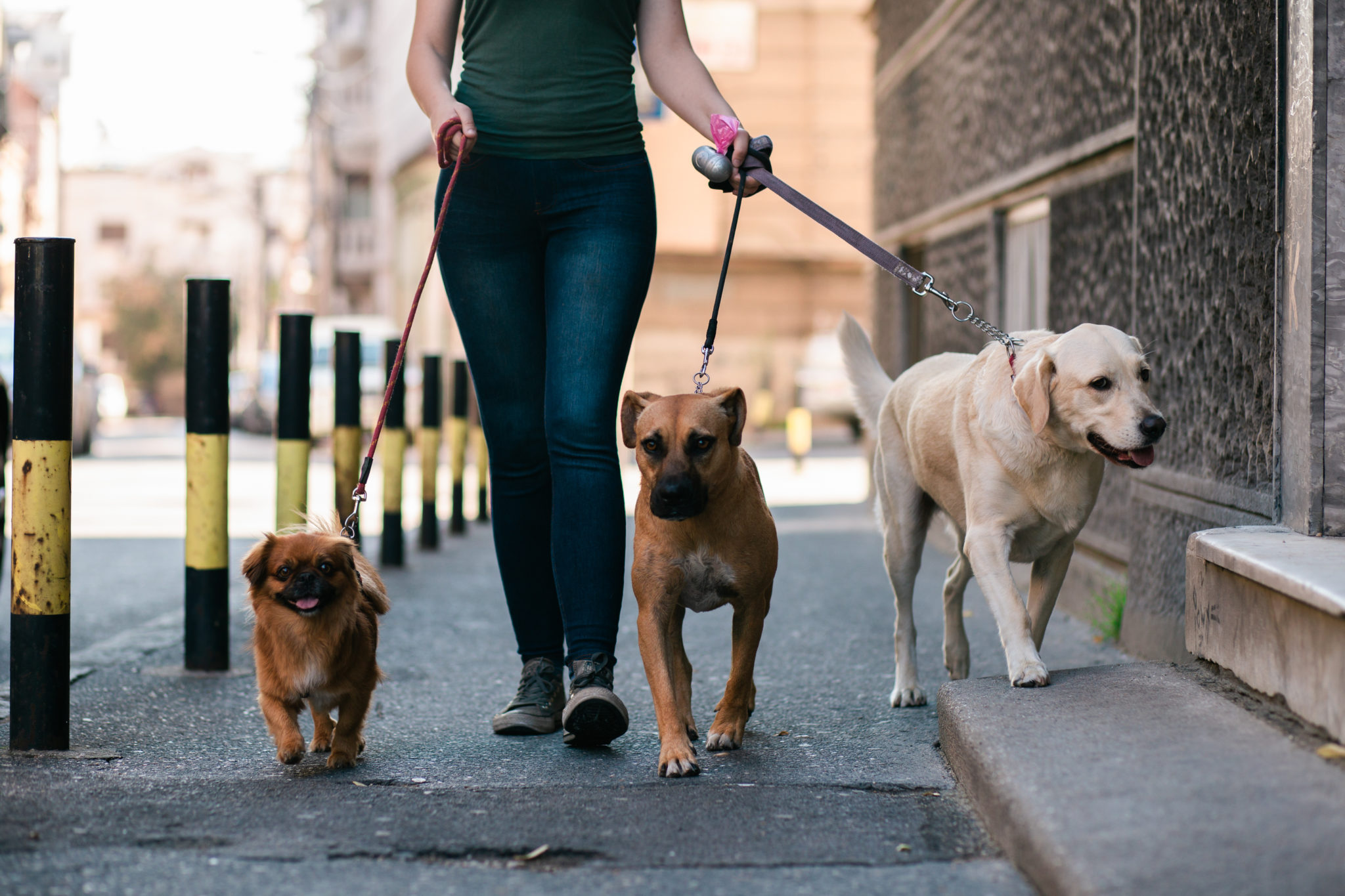 wie werde ich dogwalker