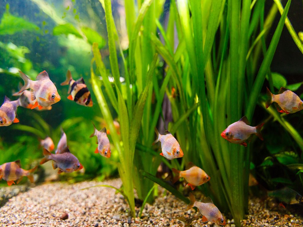 Grünalgen im Aquarium