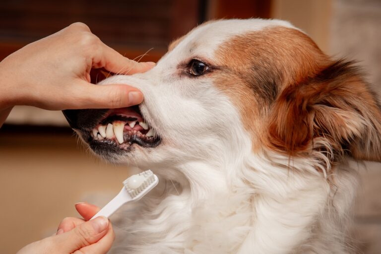 Zahnstein beim Hund entfernen