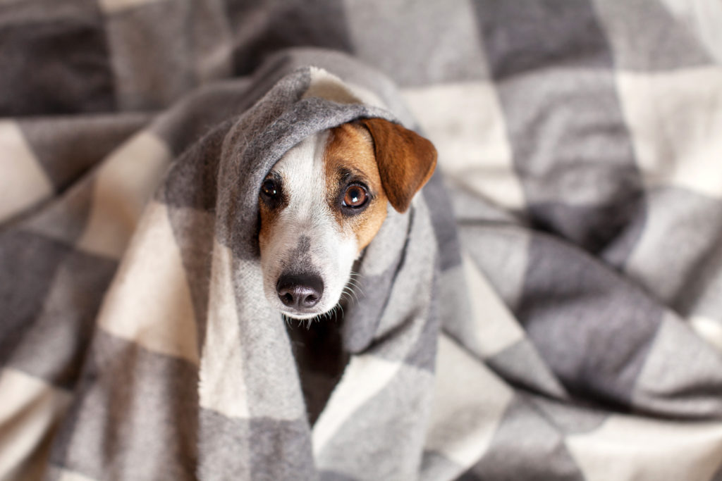 Erkältung beim Hund Symptome, Ursachen &amp; Behandlung zooplus