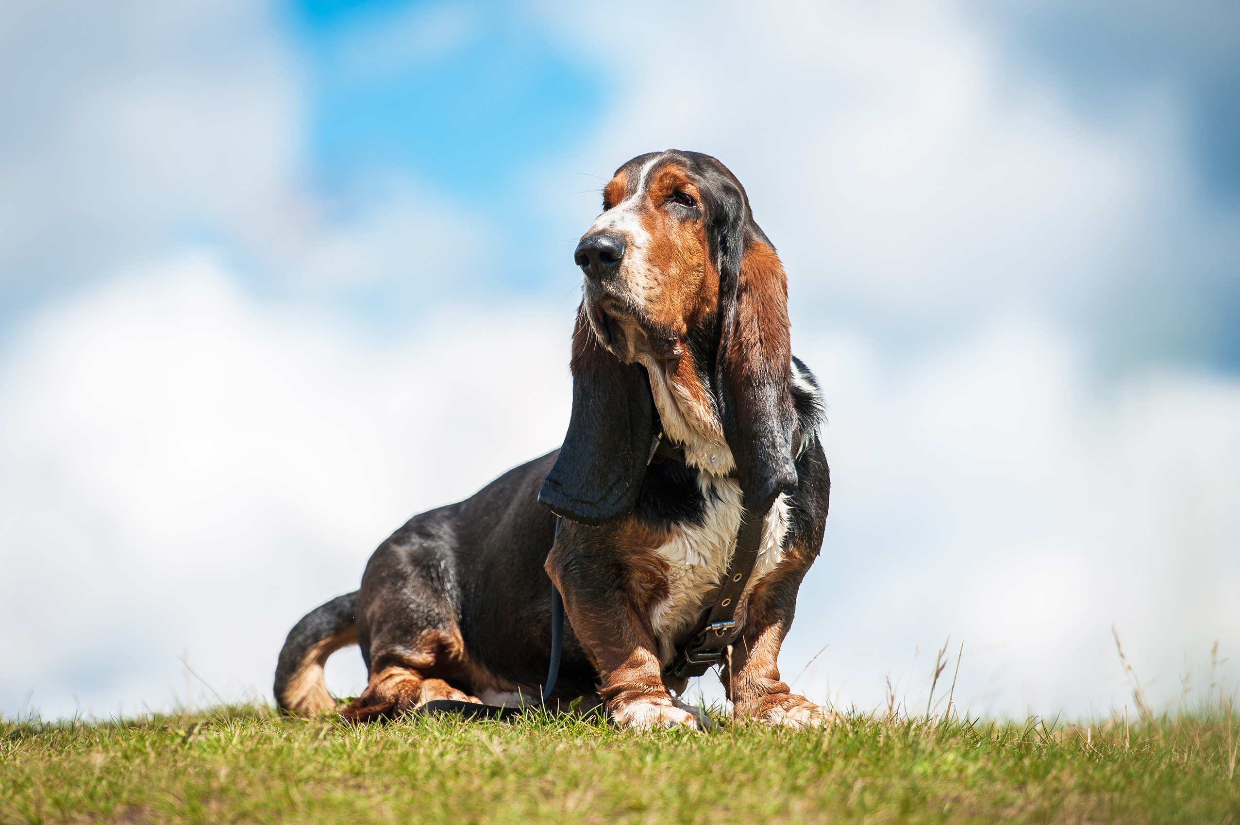 Familienhund Basset Hound