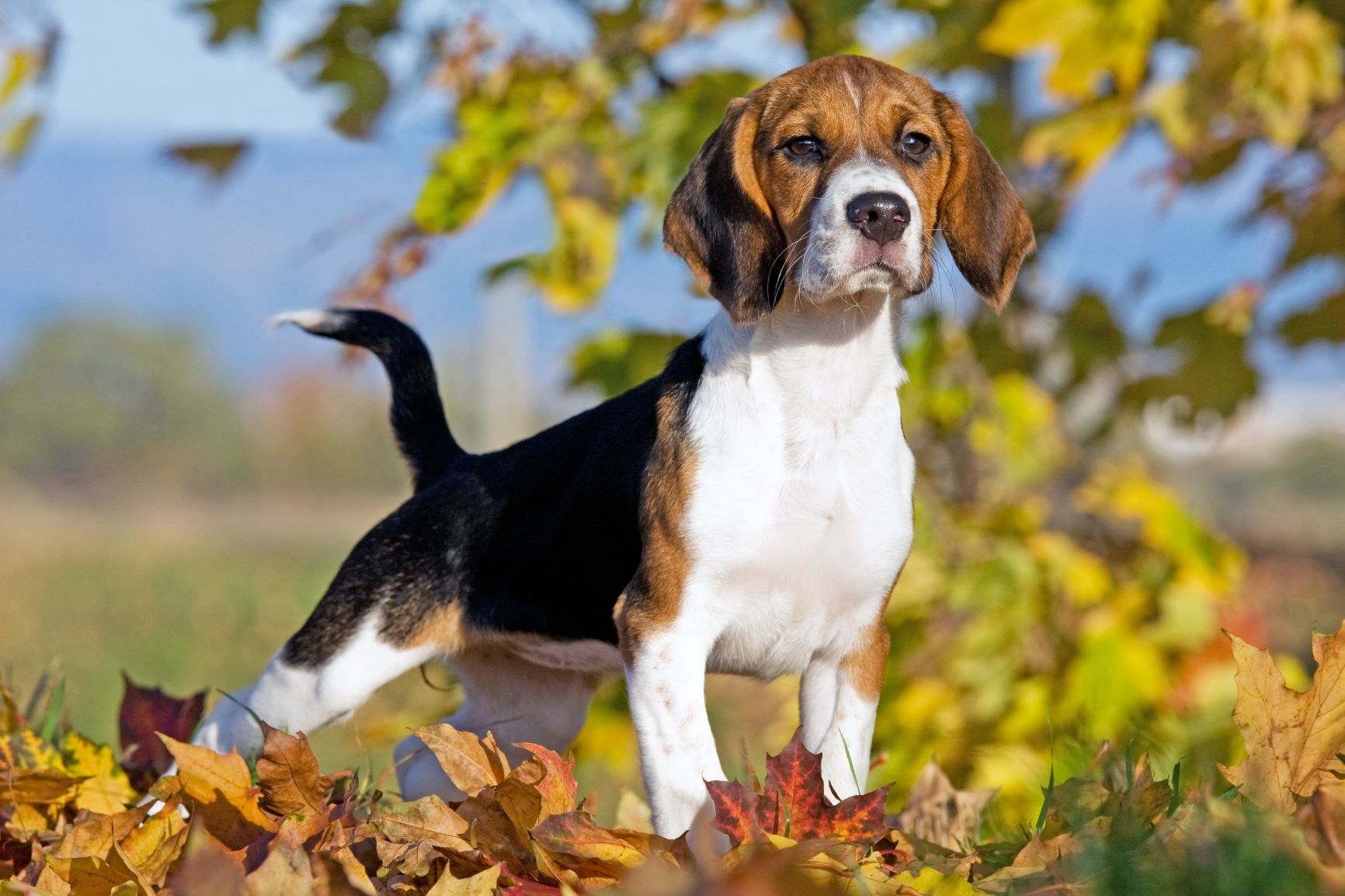 Familienhund Beagle