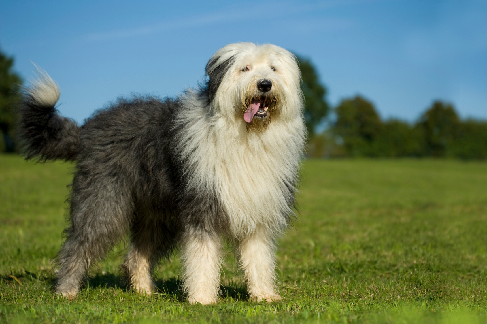 Familienhund Bobtail