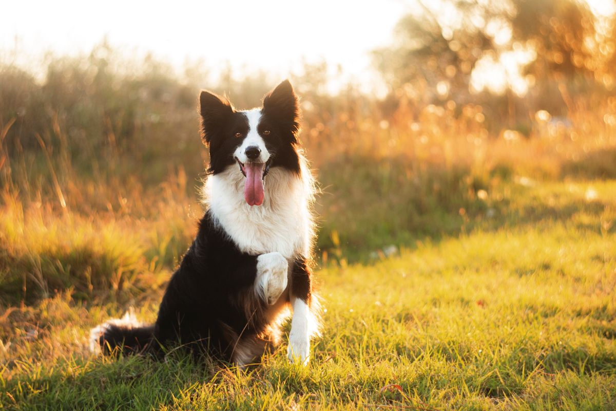 Familienhund Border Collie