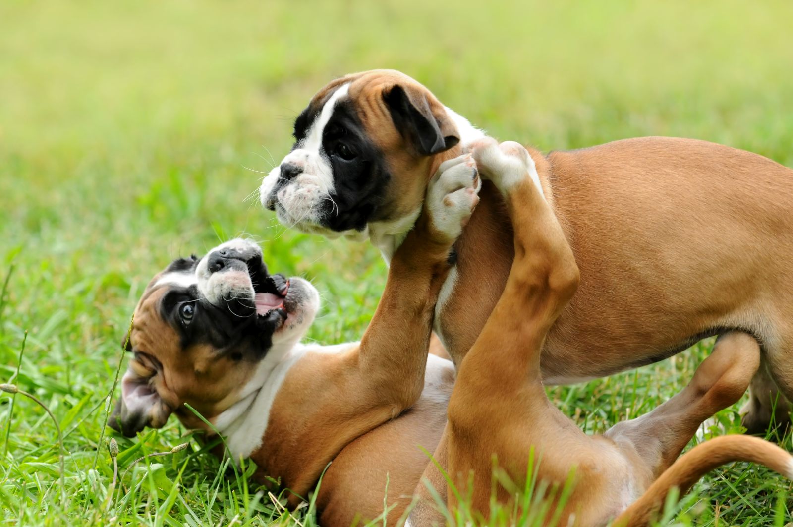 Familienhund Boxer