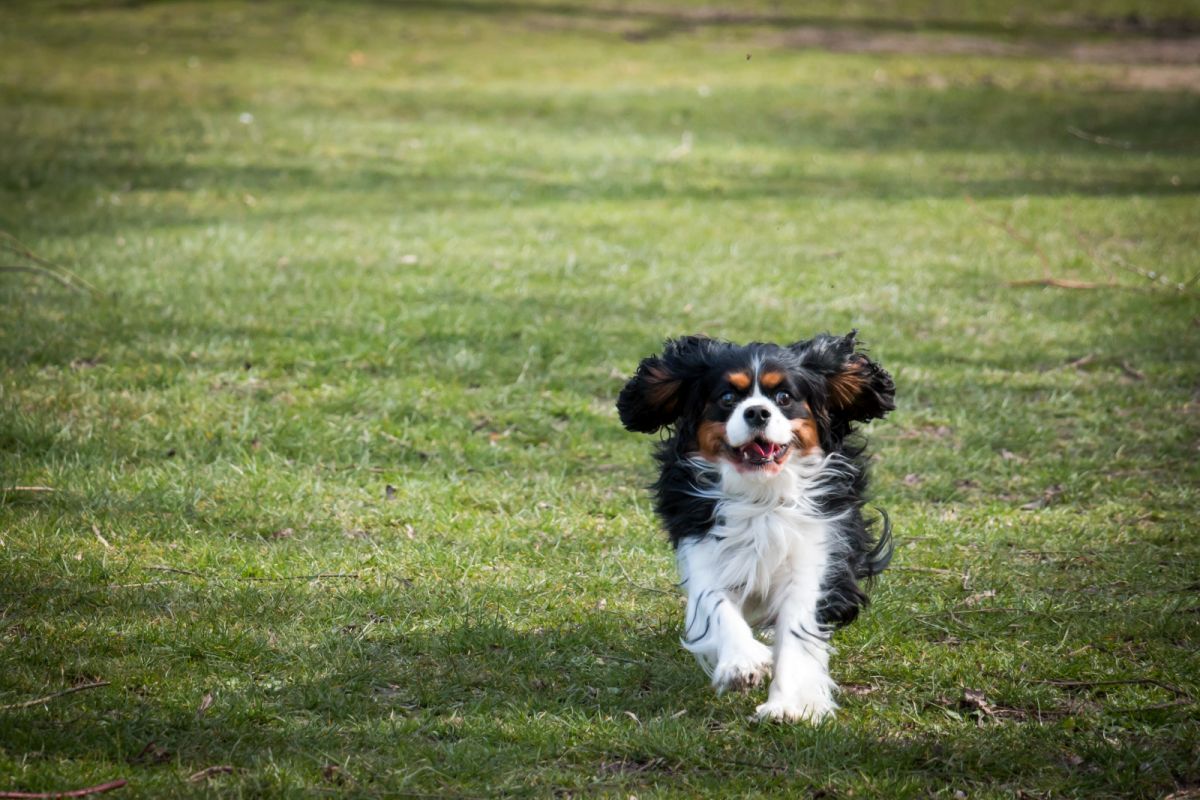 Familienhund Cavalier King Charles Spaniel