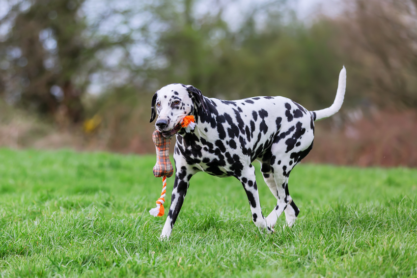 Familienhund Dalmatiner