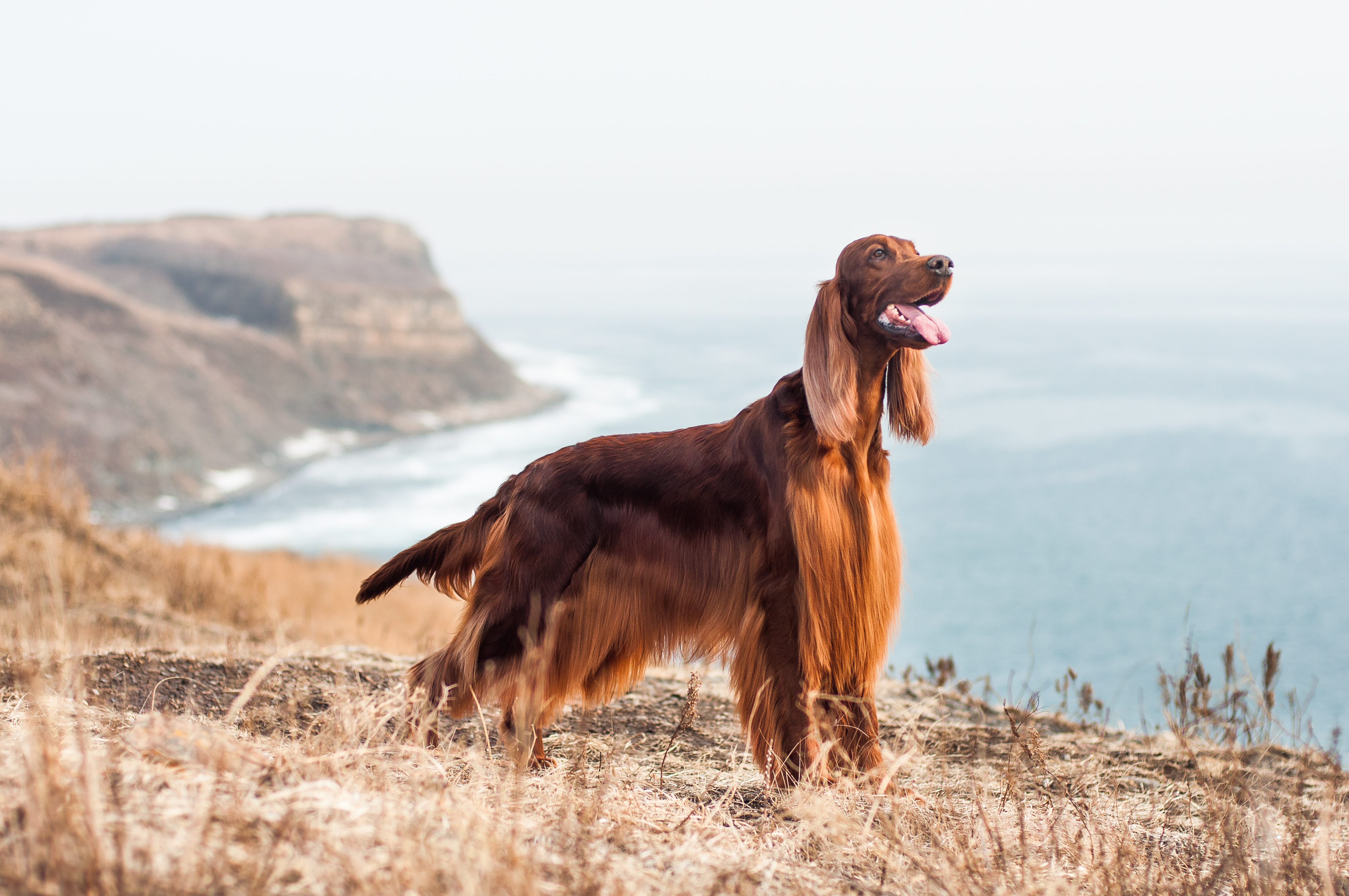 Familienhund Irish Red Setter