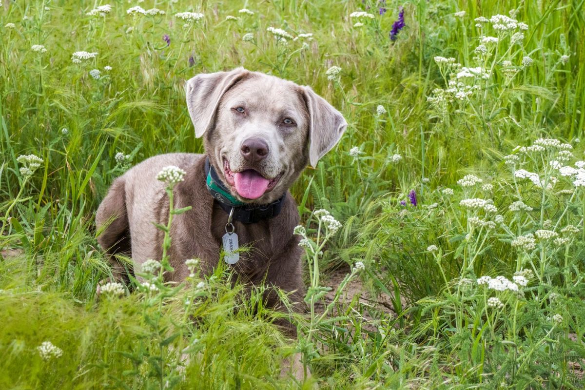 Familienhund Labrador Retriever