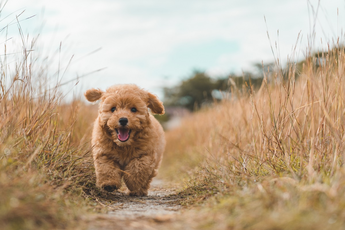 Familienhund Pudel