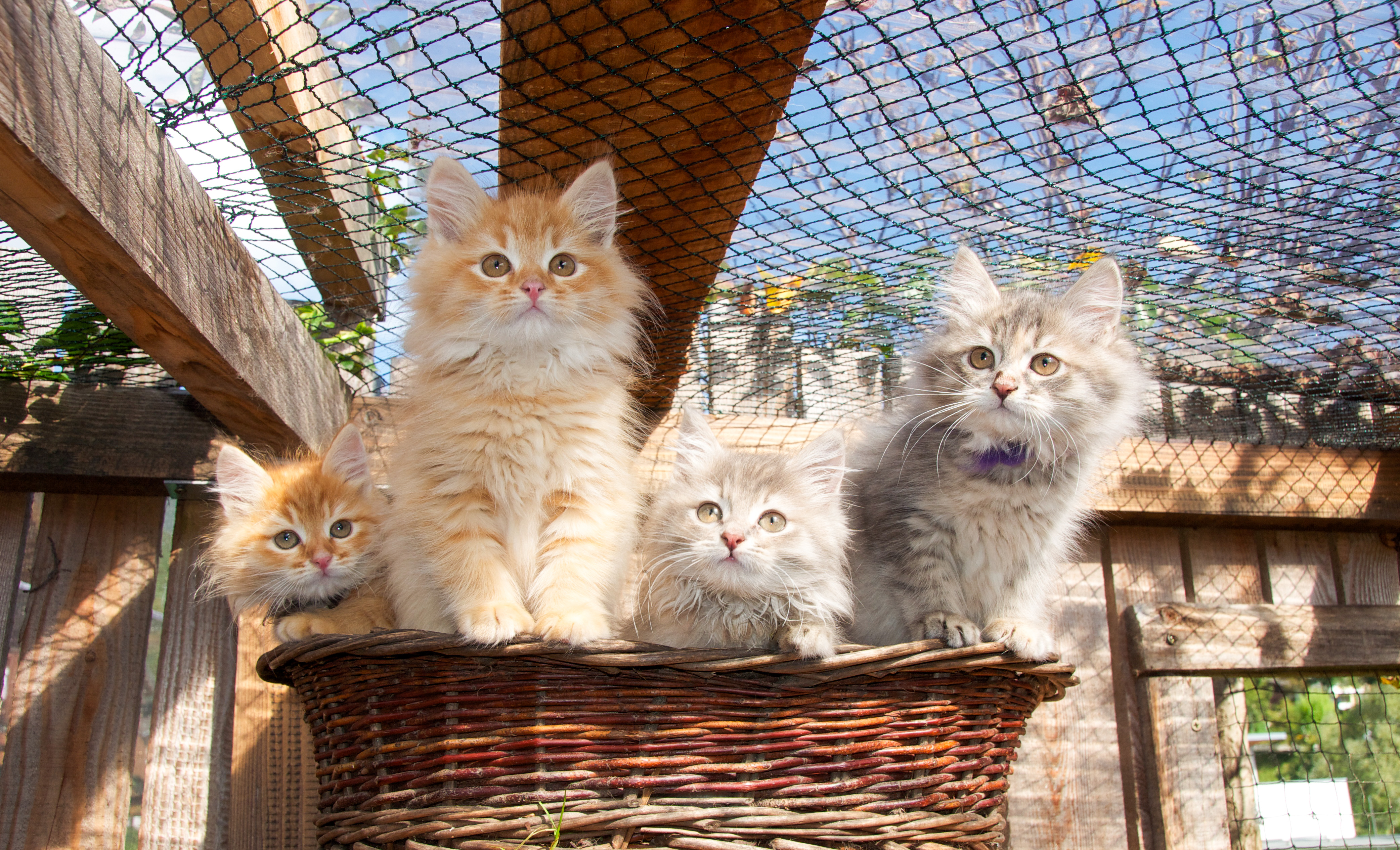 Rechte und Pflichten von Katzenzüchtern bei Kitten