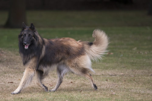 Tervueren (Hund) Charakter, Haltung & Pflege | zooplus