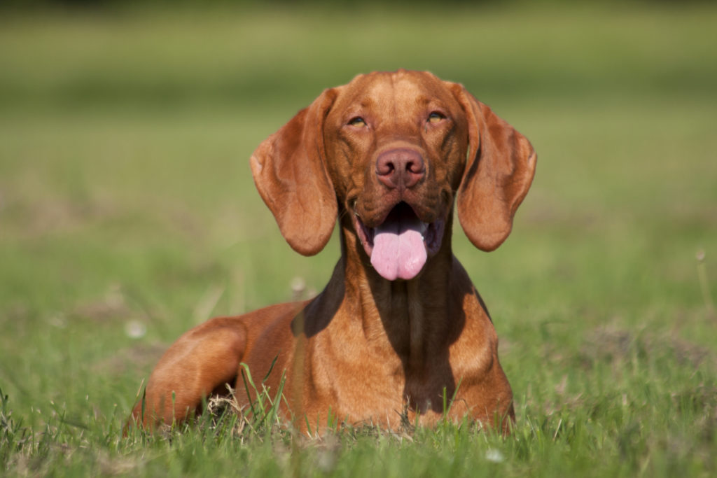 Hunderasse Magyar Vizsla Welpen equilavent