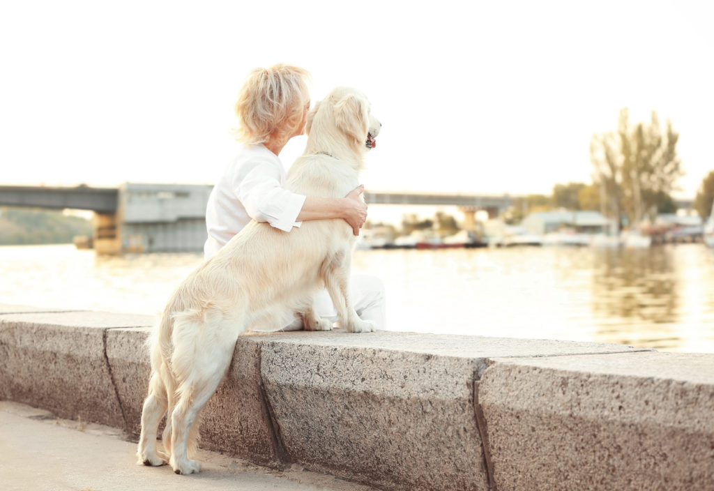 5 gute Gründe zur Adoption eines älteren Hundes zooplus Magazin