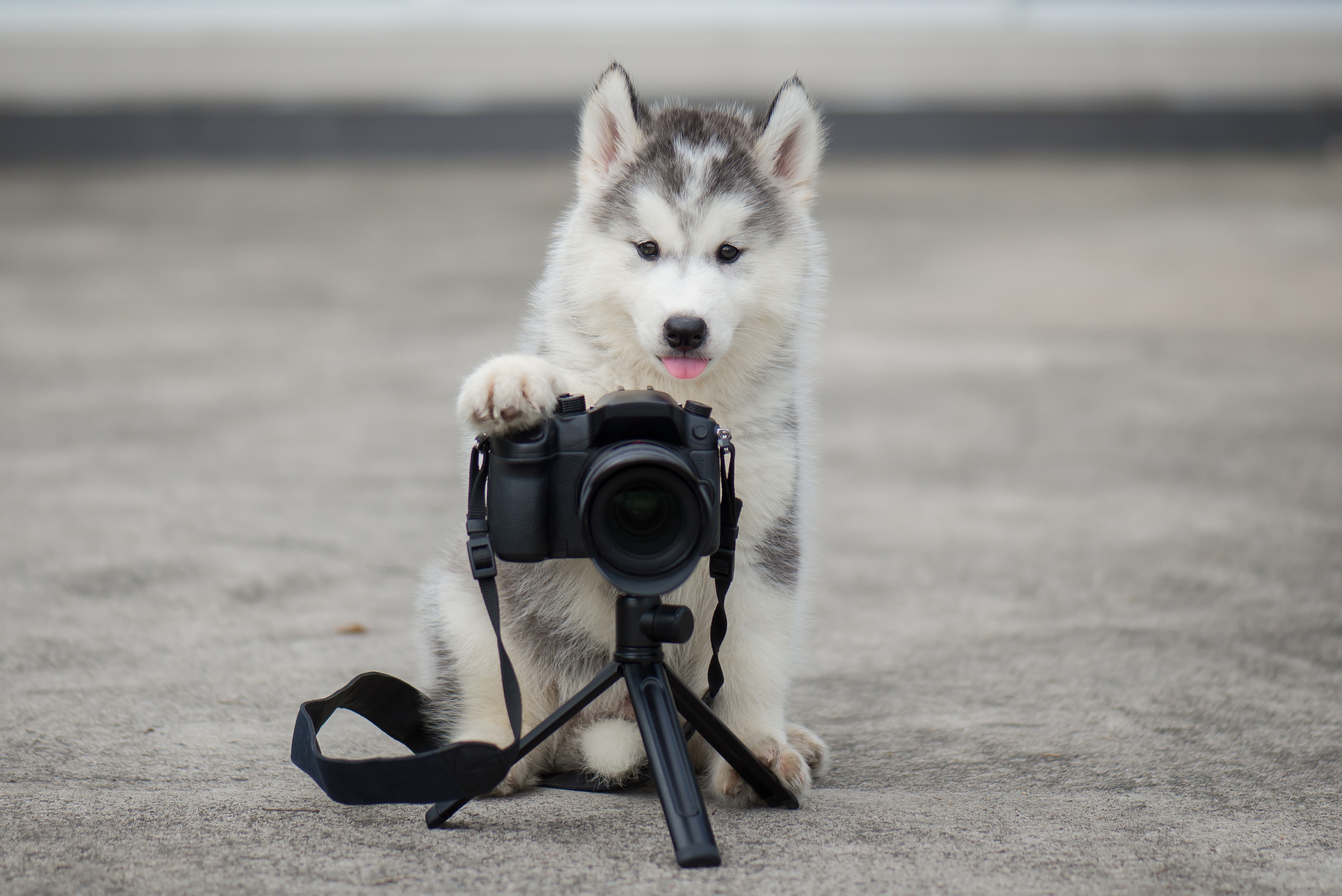 fotografera hund