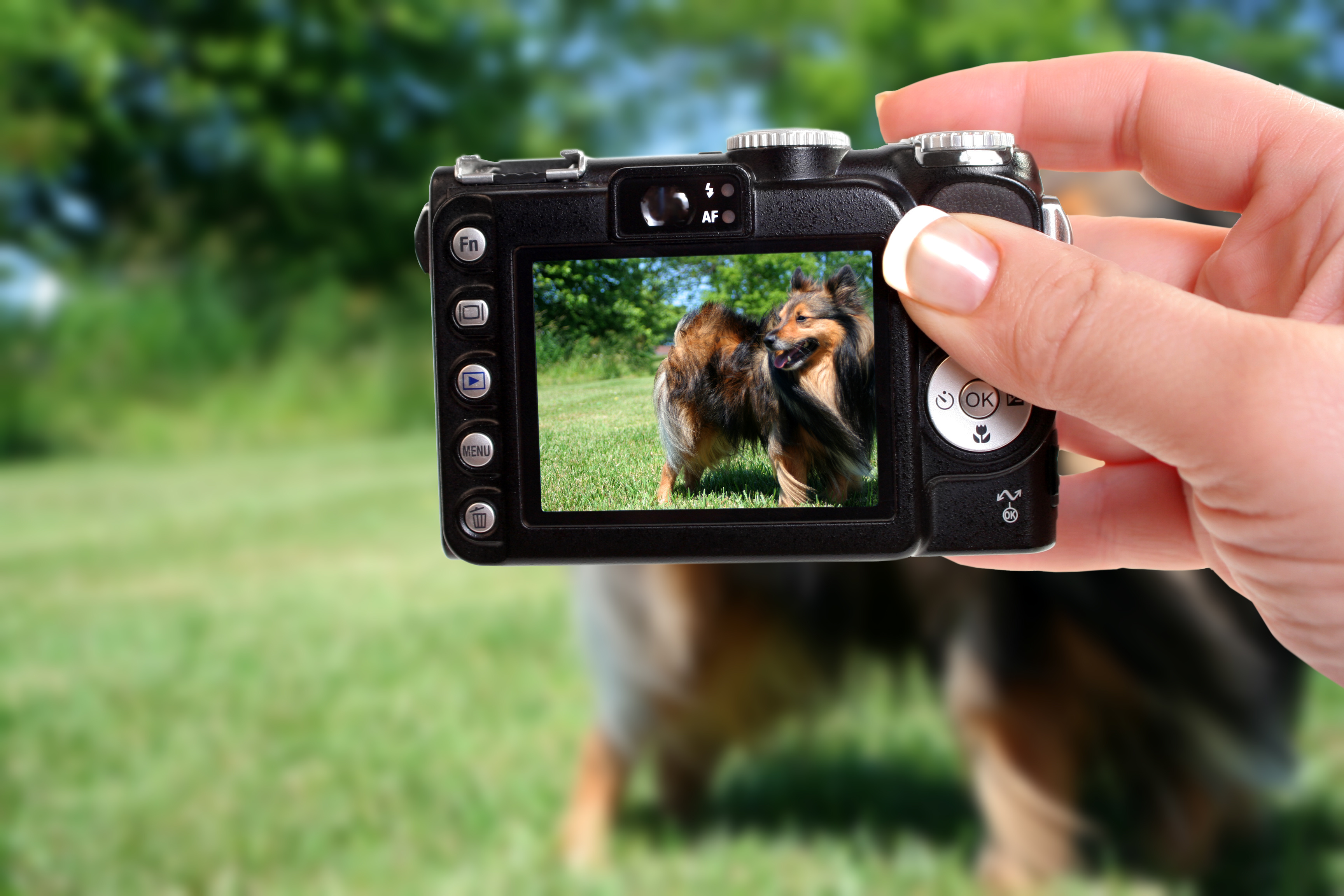 Hund wird mit der Kamera fotografiert
