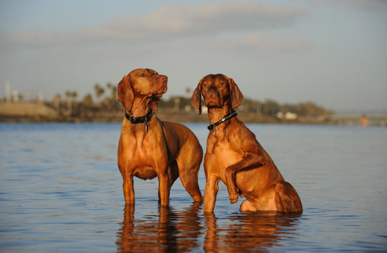 Magyar Vizsla (Hund) Charakter, Haltung &amp; Pflege zooplus