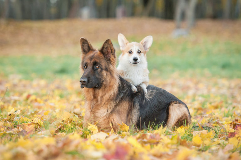 Kleiner oder großer Hund? Die Vor und Nachteile zooplus Magazin