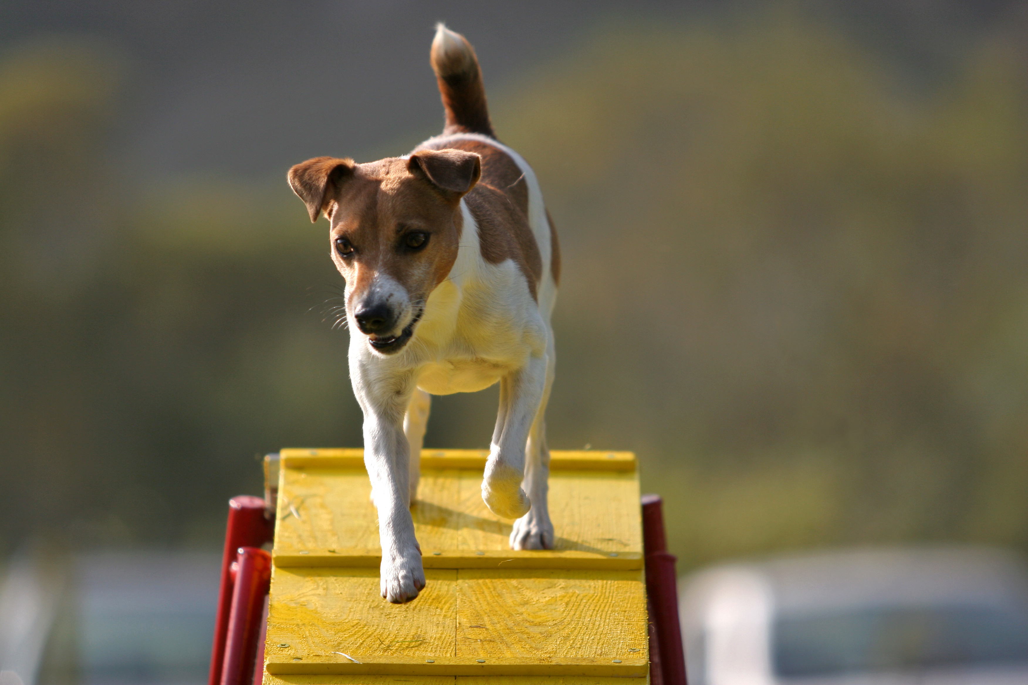 jack russel terrier auf agility rampe