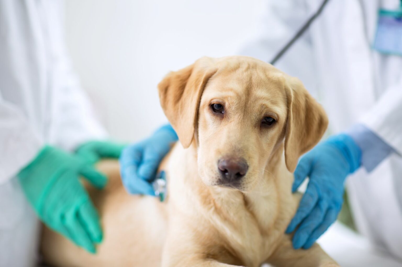 Zwingerhusten beim Hund Symptome &amp; Behandlung zooplus
