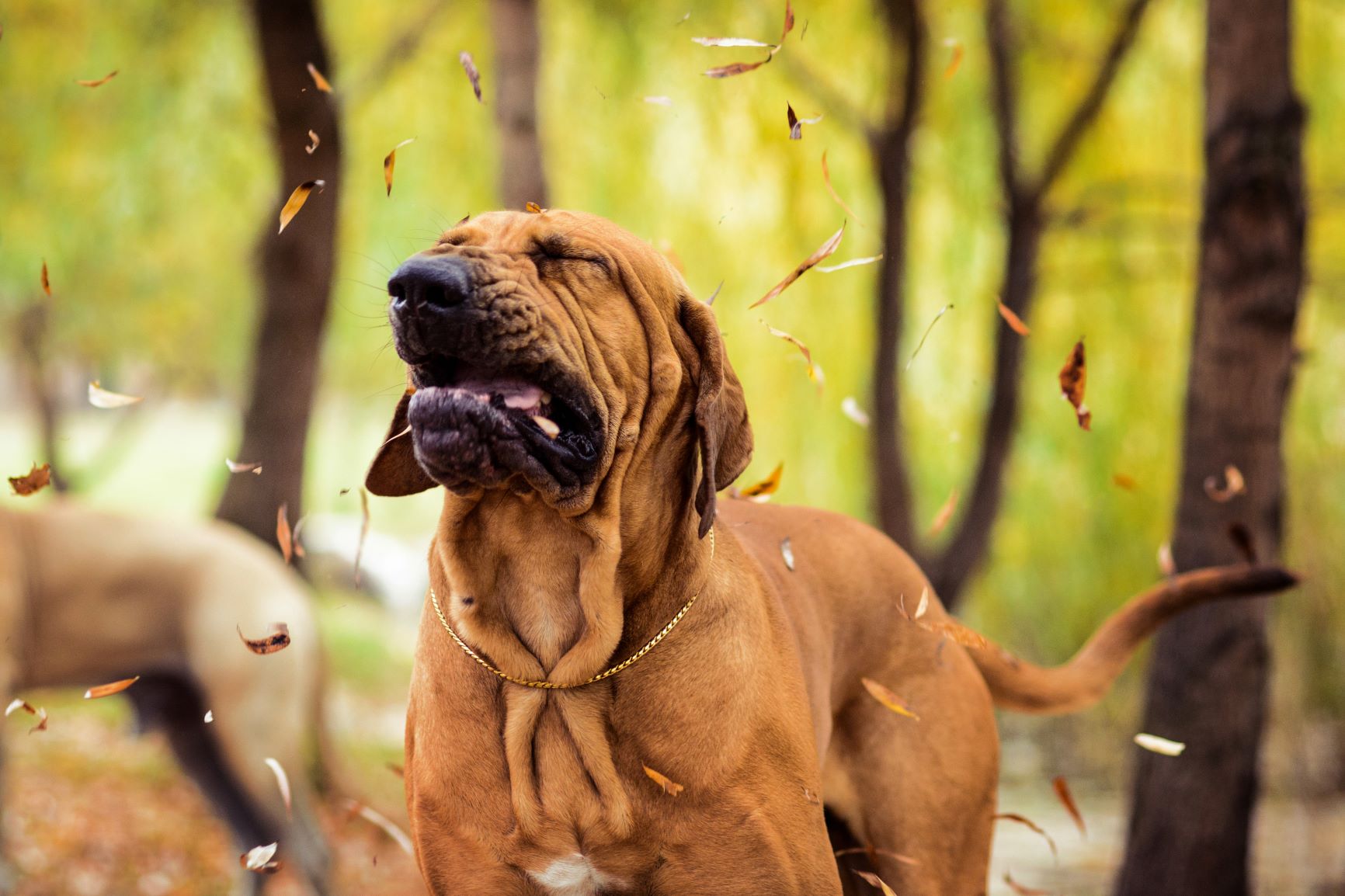Zwingerhusten beim Hund: Symptome & Behandlung zooplus