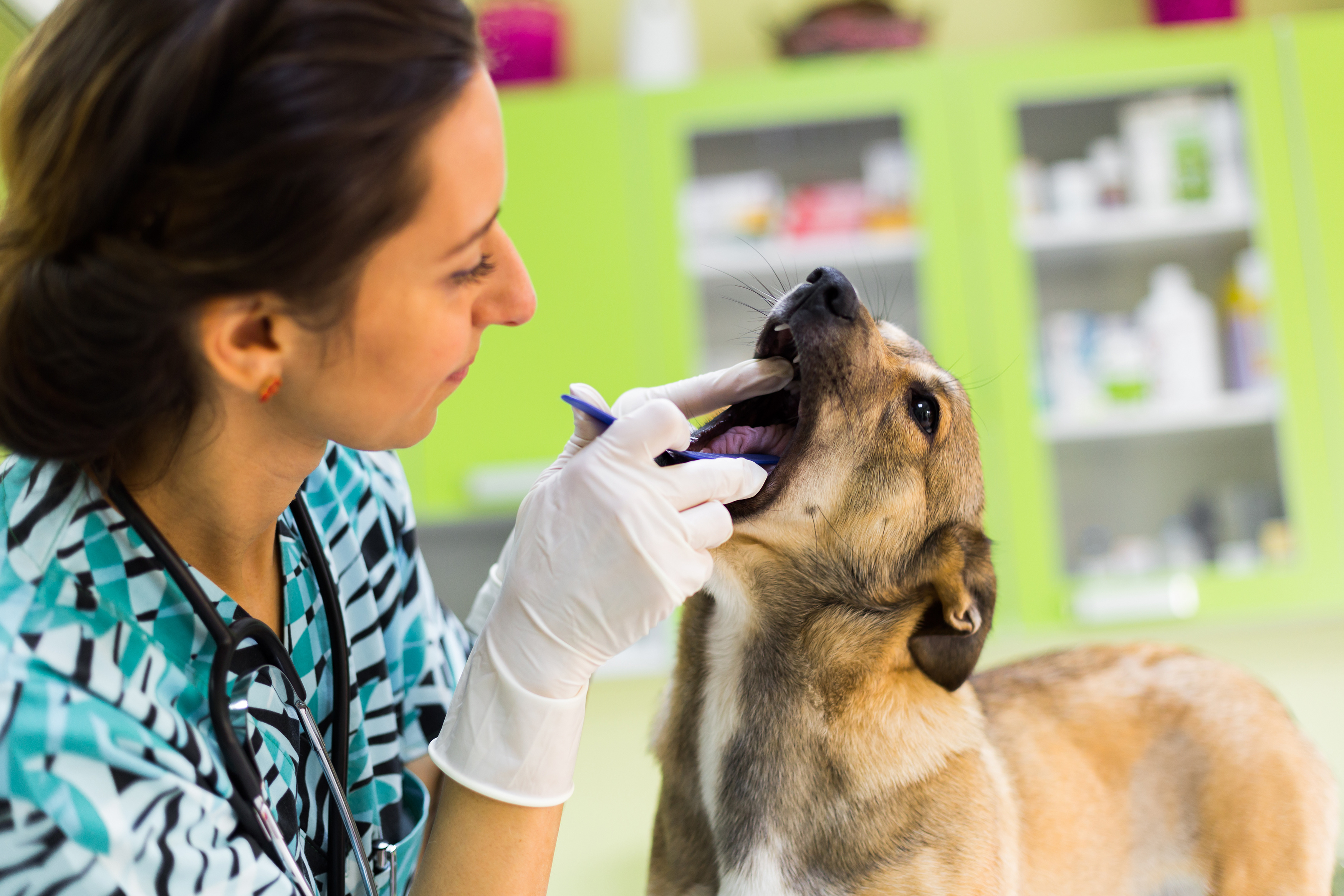 Zwingerhusten beim Hund Symptome &amp; Behandlung