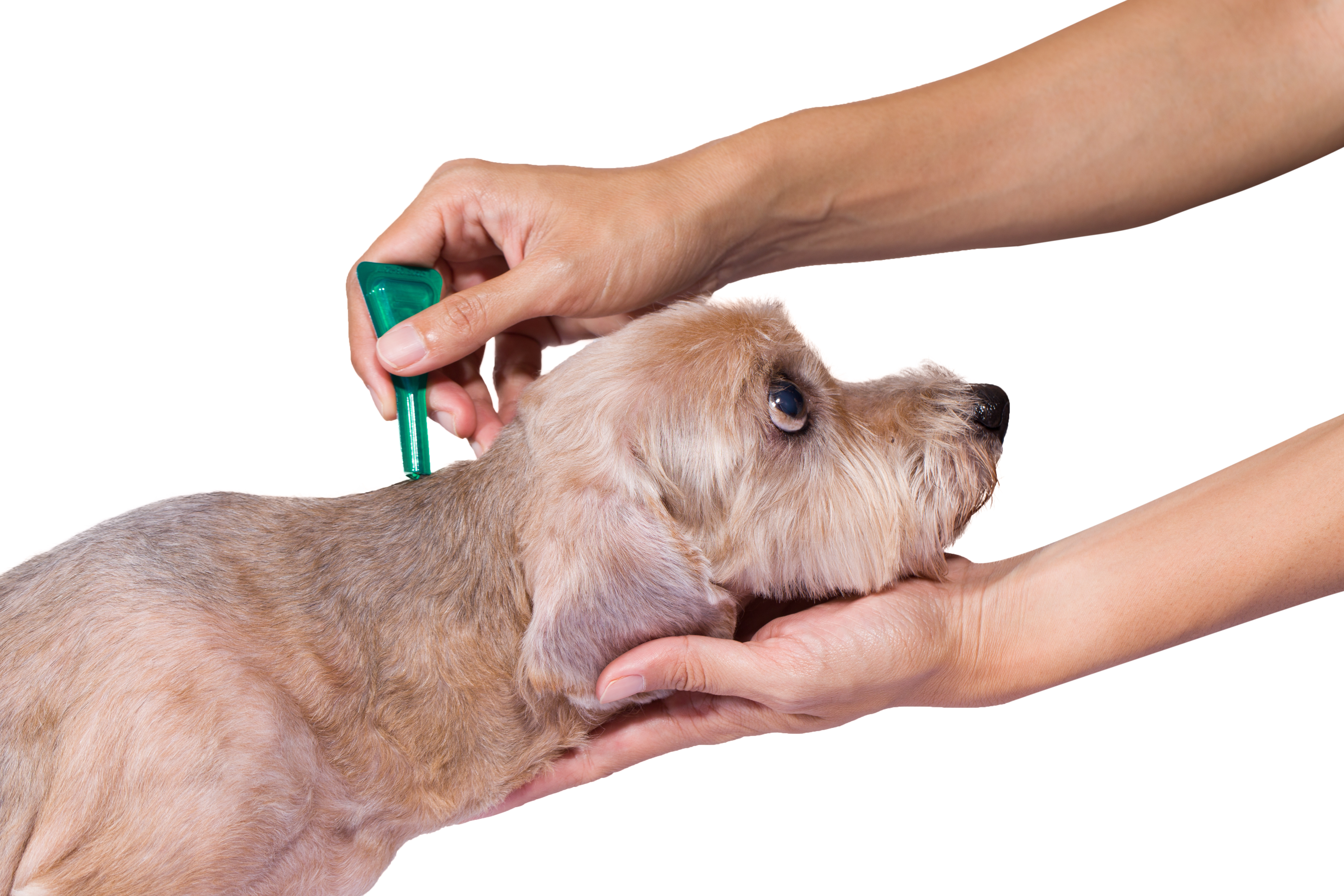 Anaplasmose beim Hund wird mit Spot-on behandelt