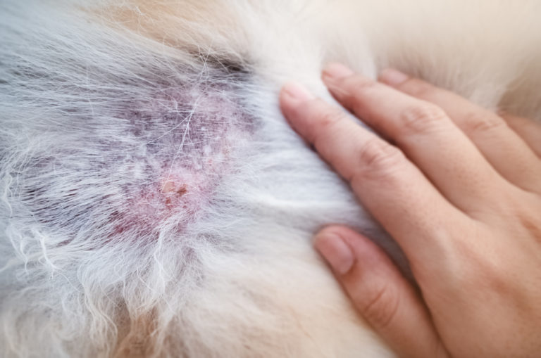Haarausfall beim Hund (Alopezie) Ursachen &amp; Behandlung