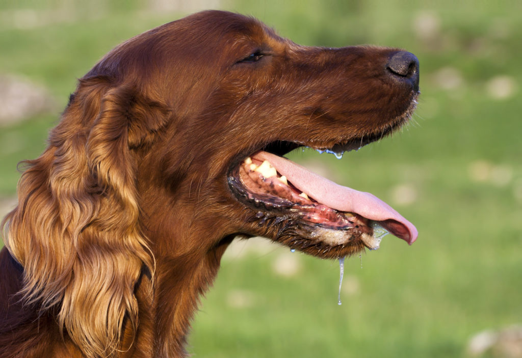 Zwingerhusten beim Hund Symptome &amp; Behandlung