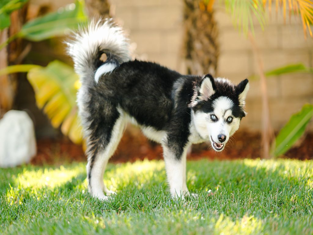 Pomsky (Hund) Charakter, Haltung &amp; Pflege zooplus