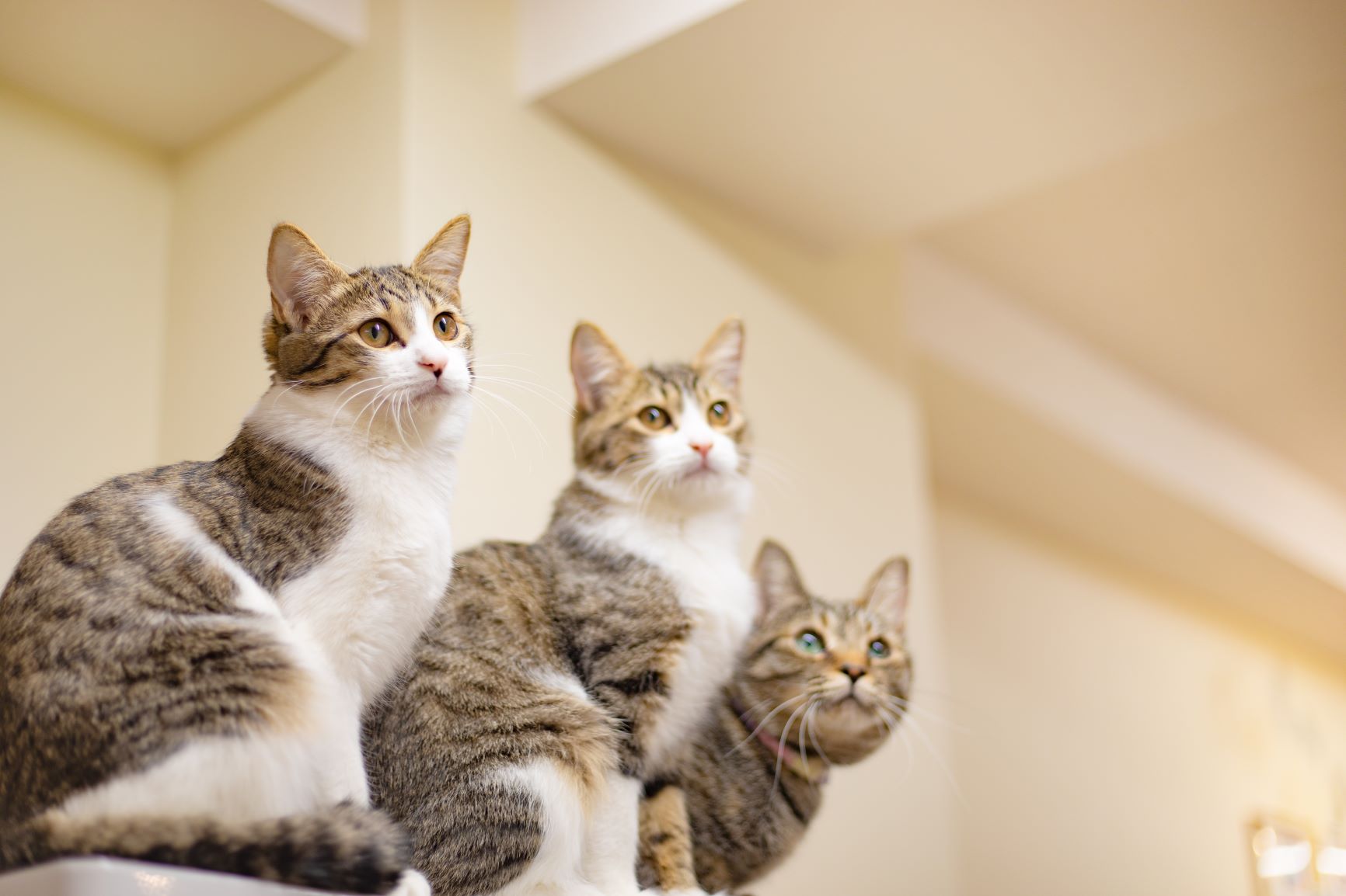 Drei Katzen in Wohnung