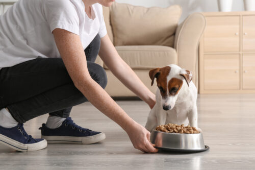 Hundeernährung bei Krankheiten welches Futter wählen?