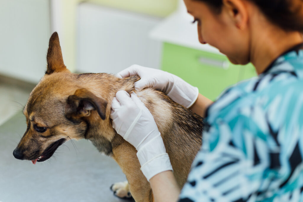 Antibiotische Salbe Für Hunde Captions Trendy