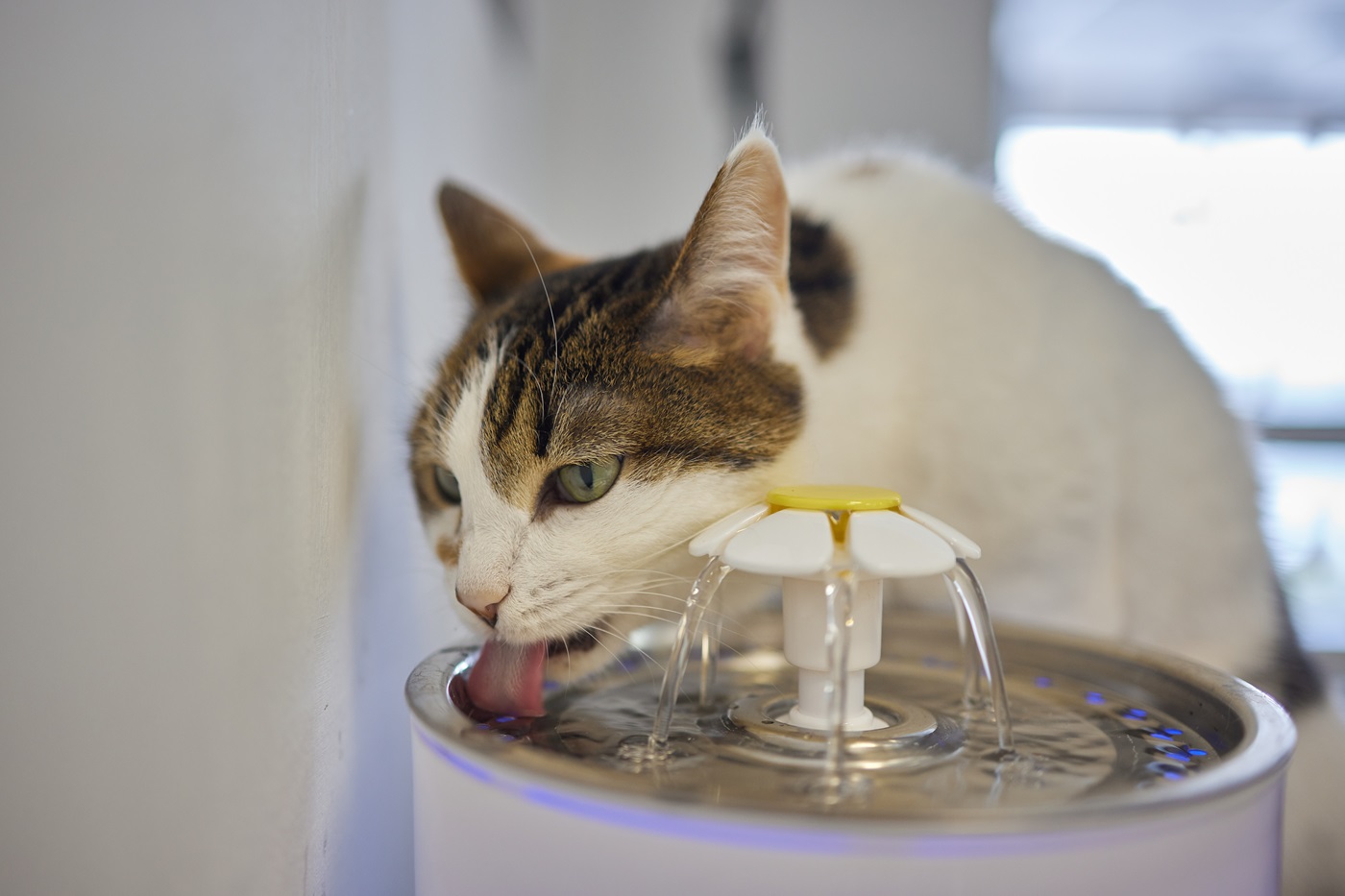 Katze mit Blasenentzündung trinkt aus Katzentrinkbrunnen