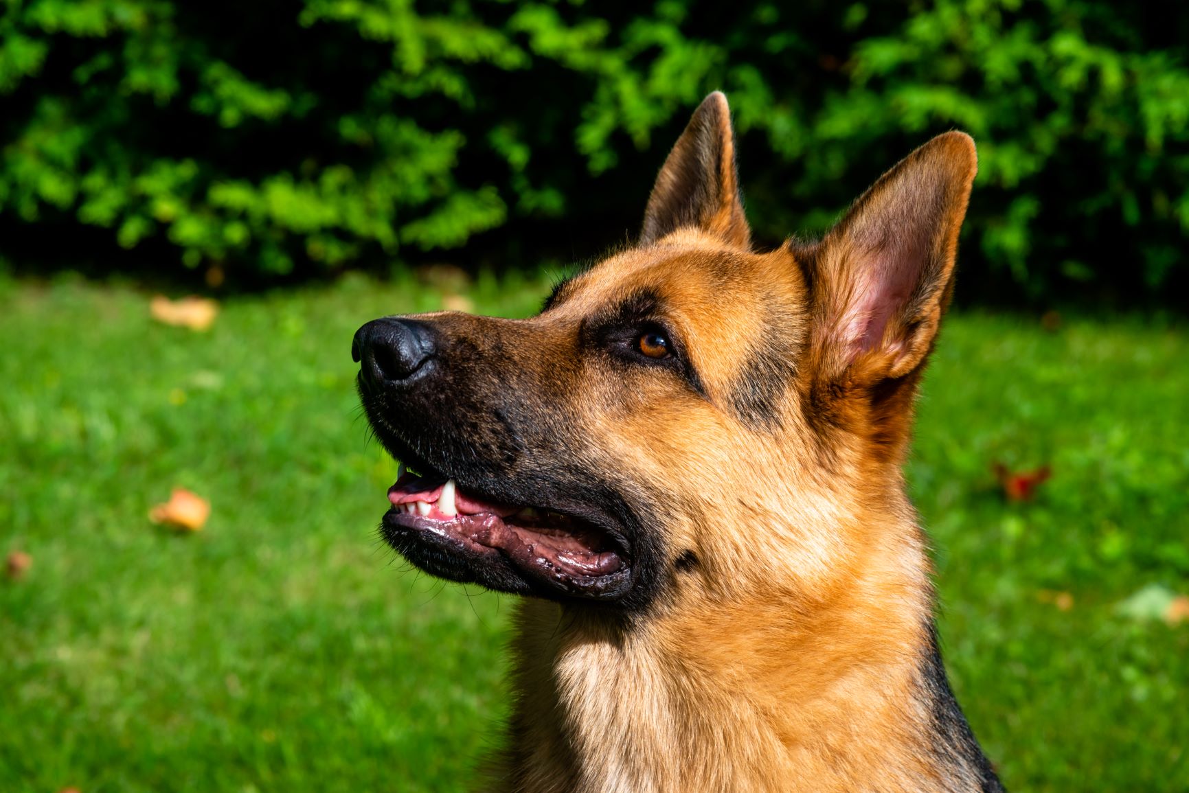 Magendrehung beim Hund Ursachen &amp; Symptome zooplus