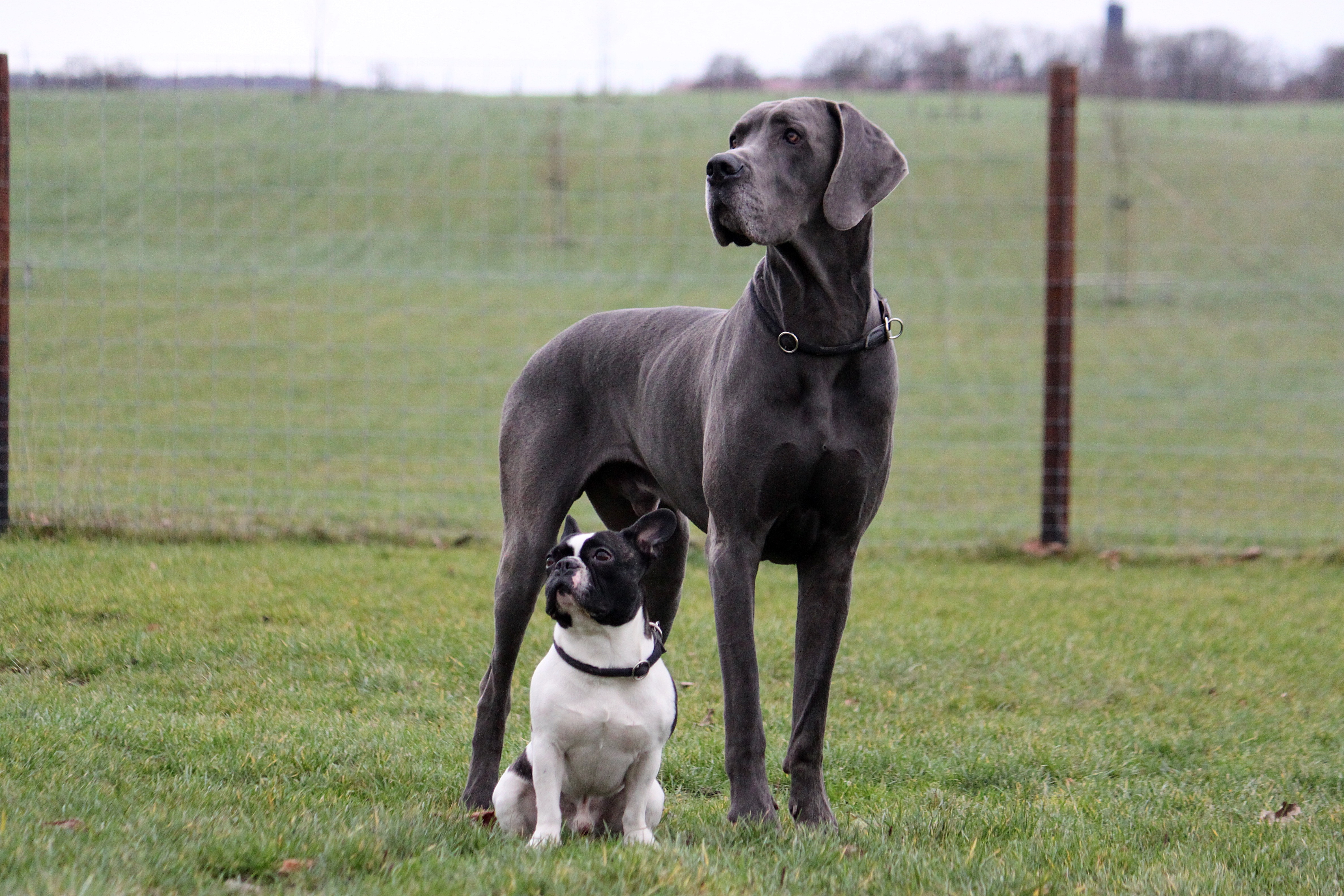 französische bulldogge und deutsche dogge im grass