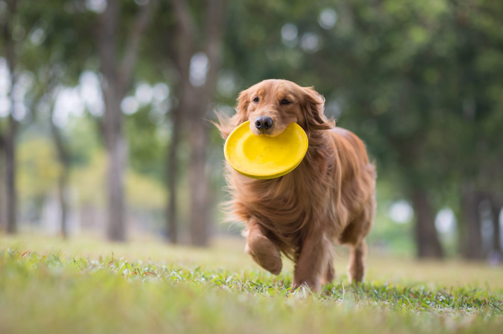 golden retriever mit frisbee