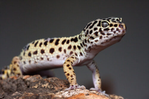 Leopardgecko: Aussehen, Pflege & Haltung | Zooplus